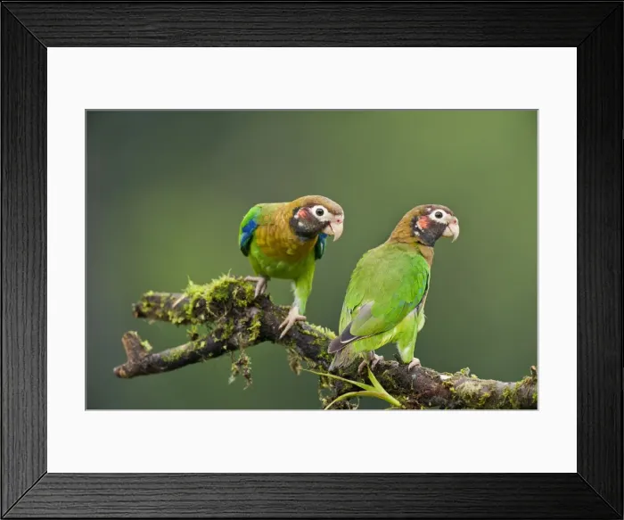 Framed Print : Picture No. 10895039 Framed Print : Picture No. 10895039