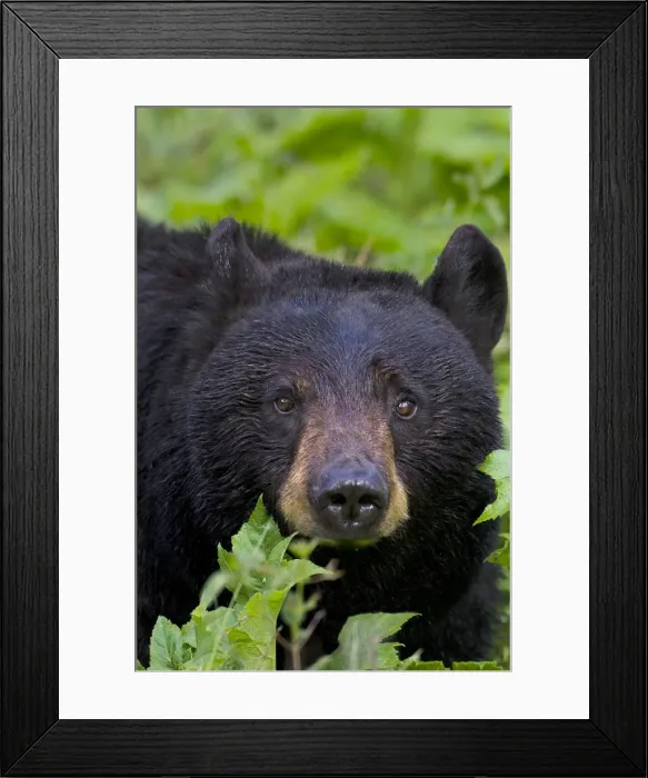 Framed Print : Picture No. 10895108 Framed Print : Picture No. 10895108