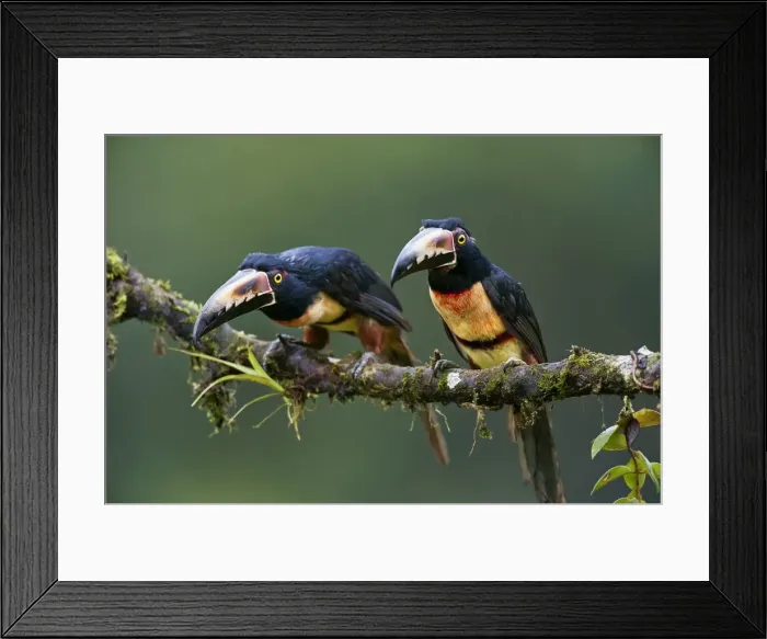 Framed Print : Picture No. 10895042 Framed Print : Picture No. 10895042