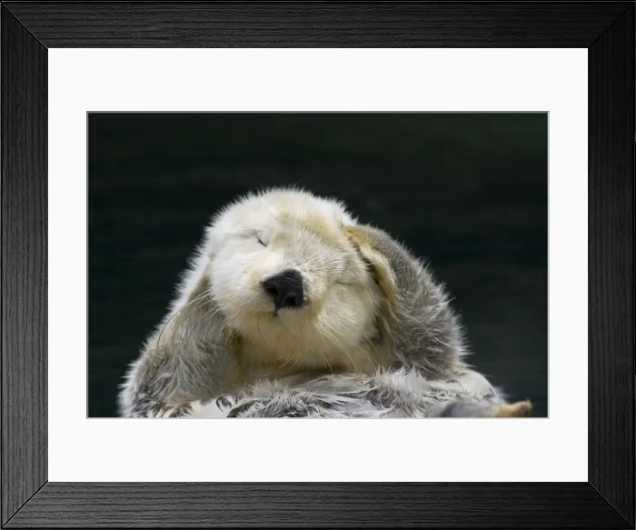 Framed Print : Picture No. 10895103 Framed Print : Picture No. 10895103