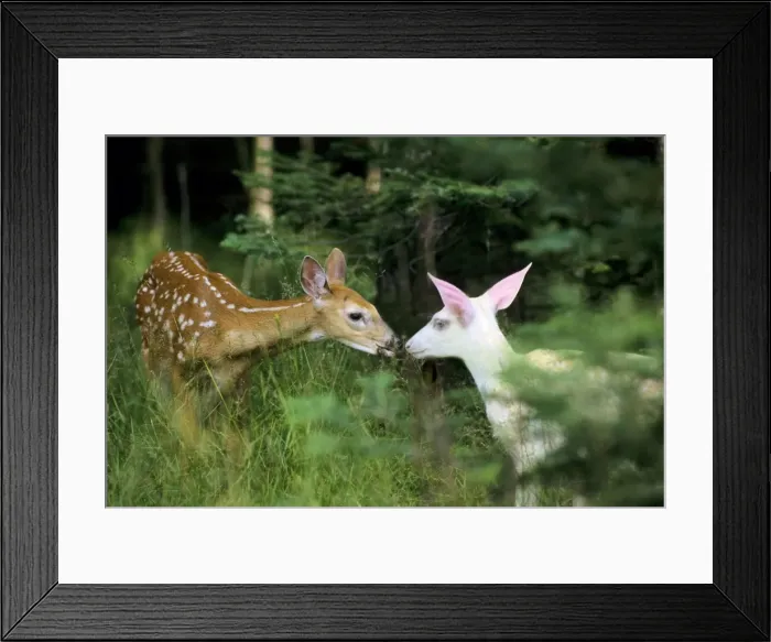 Framed Print : Picture No. 10895038 Framed Print : Picture No. 10895038