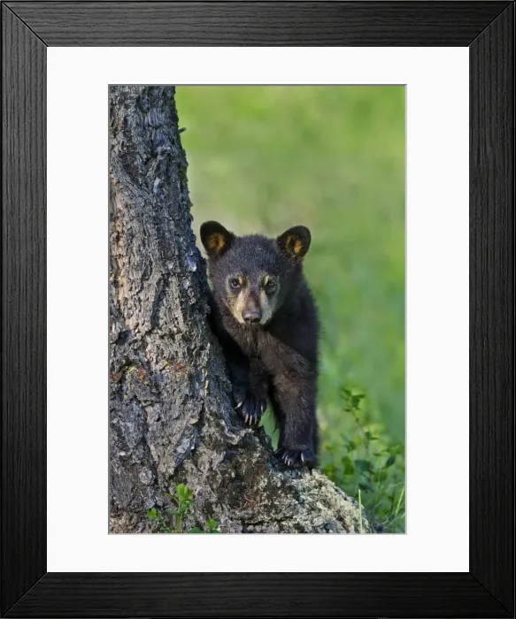 Framed Print : Picture No. 10895110 Framed Print : Picture No. 10895110