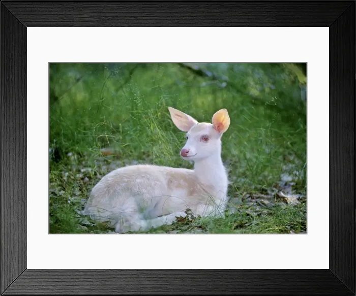 Framed Print : Picture No. 10895037 Framed Print : Picture No. 10895037