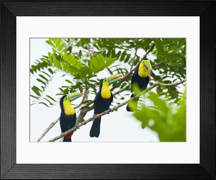 Framed Print : Picture No. 10895045 Framed Print : Picture No. 10895045