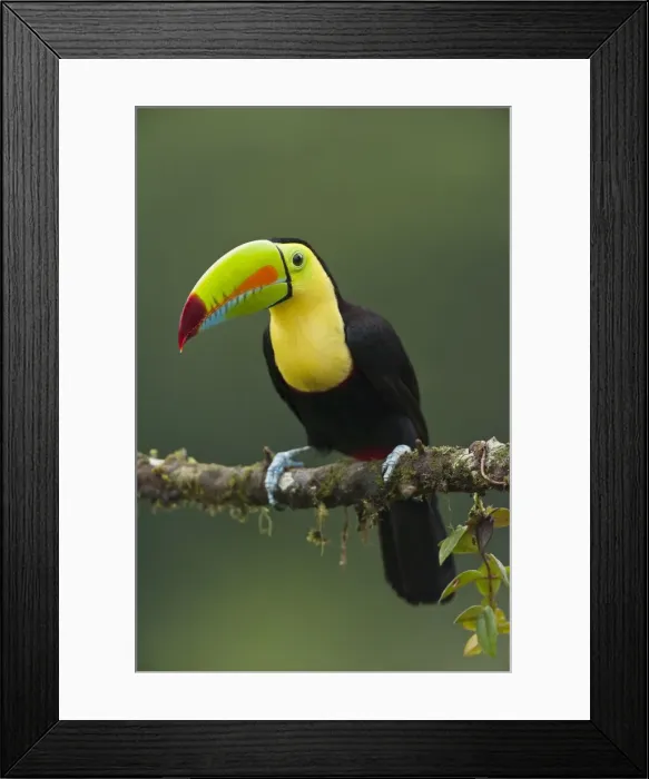 Framed Print : Picture No. 10895044 Framed Print : Picture No. 10895044