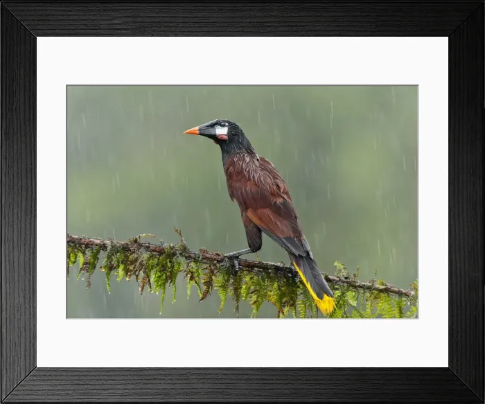 Framed Print : Picture No. 10895049 Framed Print : Picture No. 10895049