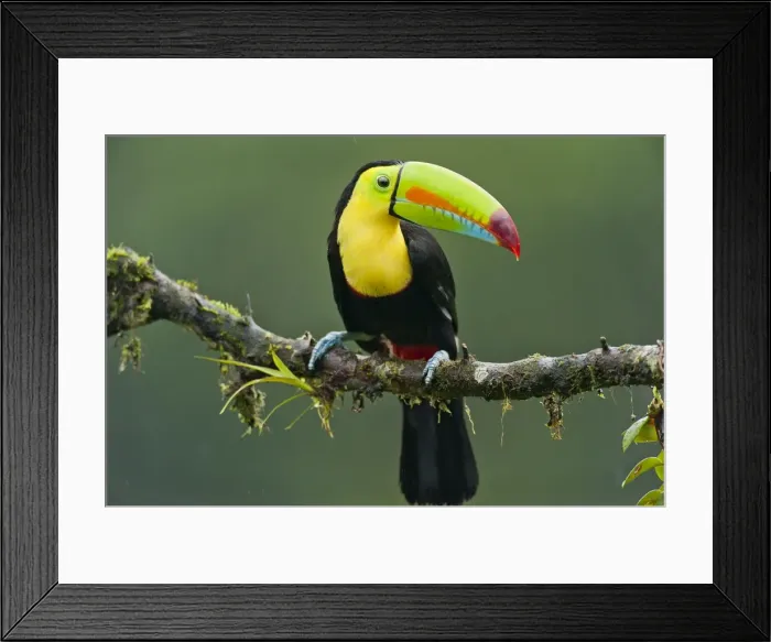 Framed Print : Picture No. 10895047 Framed Print : Picture No. 10895047