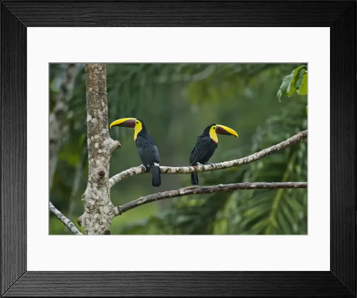 Framed Print : Picture No. 10895051