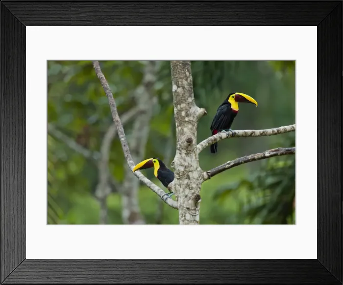 Framed Print : Picture No. 10895052 Framed Print : Picture No. 10895052