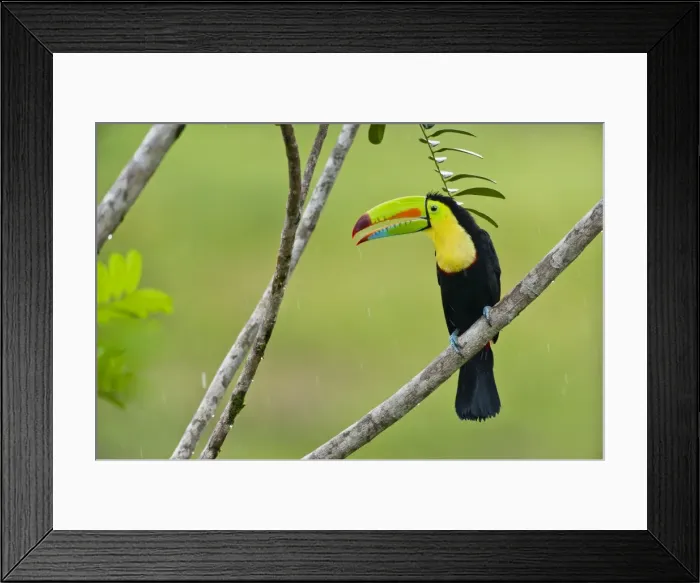 Framed Print : Picture No. 10895046 Framed Print : Picture No. 10895046