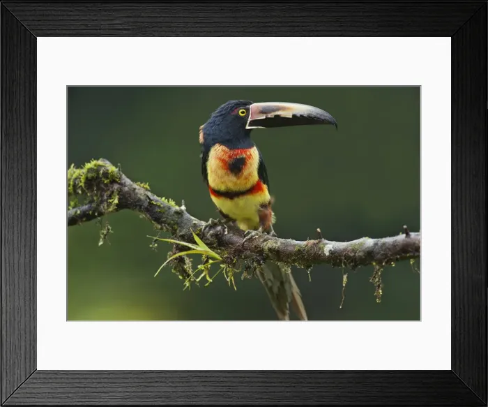 Framed Print : Picture No. 10895053 Framed Print : Picture No. 10895053