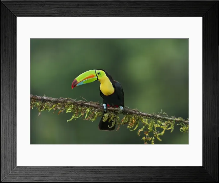Framed Print : Picture No. 10895055 Framed Print : Picture No. 10895055
