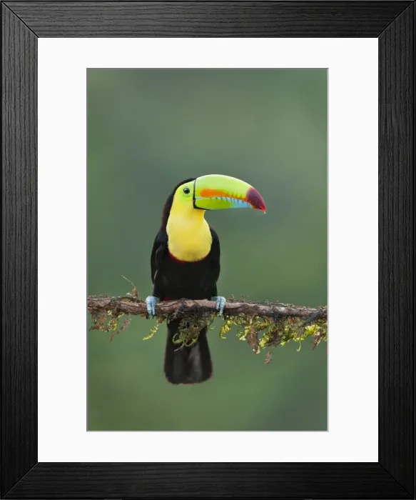 Framed Print : Picture No. 10895056 Framed Print : Picture No. 10895056