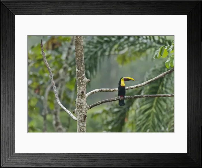 Framed Print : Picture No. 10895050 Framed Print : Picture No. 10895050