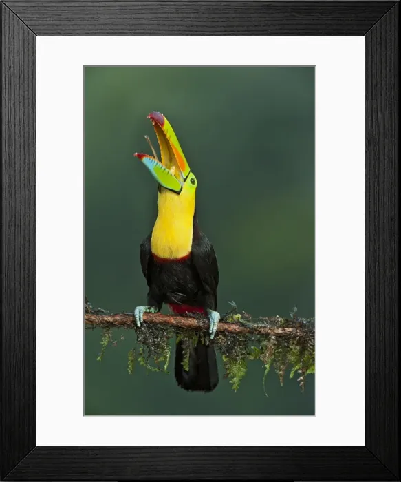 Framed Print : Picture No. 10895058 Framed Print : Picture No. 10895058