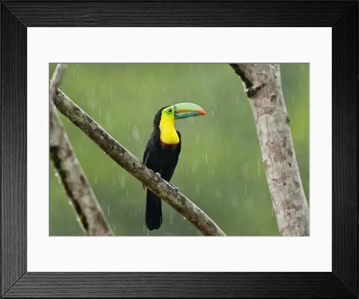 Framed Print : Picture No. 10895048 Framed Print : Picture No. 10895048