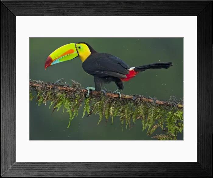 Framed Print : Picture No. 10895057