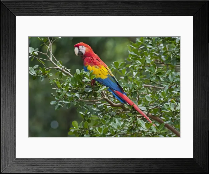 Framed Print : Picture No. 10895059 Framed Print : Picture No. 10895059