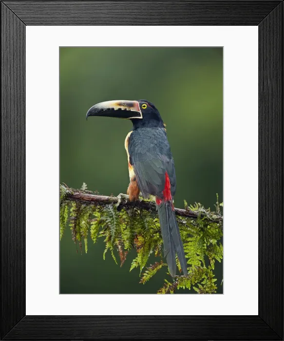 Framed Print : Picture No. 10895054 Framed Print : Picture No. 10895054