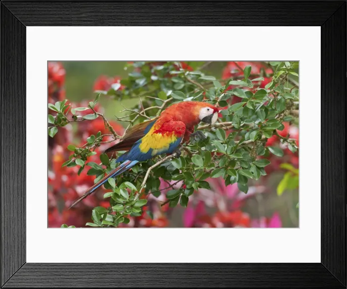 Framed Print : Picture No. 10895061 Framed Print : Picture No. 10895061