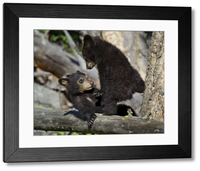 Framed Print : Picture No. 10895115 Framed Print : Picture No. 10895115