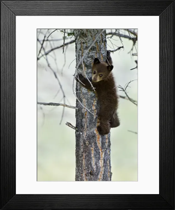 Framed Print : Picture No. 10895118