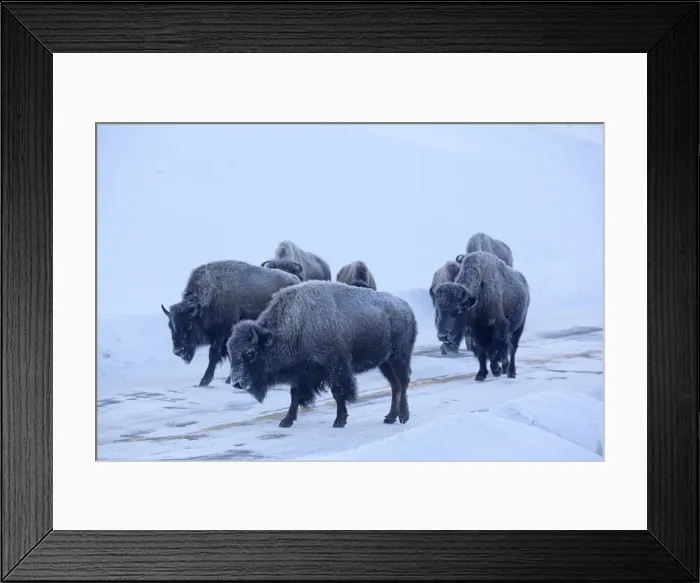 Framed Print : Picture No. 10895121 Framed Print : Picture No. 10895121