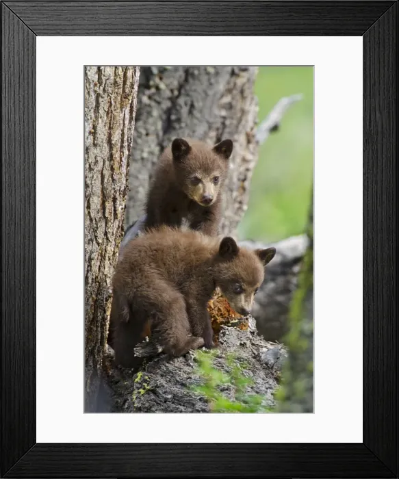 Framed Print : Picture No. 10895117 Framed Print : Picture No. 10895117