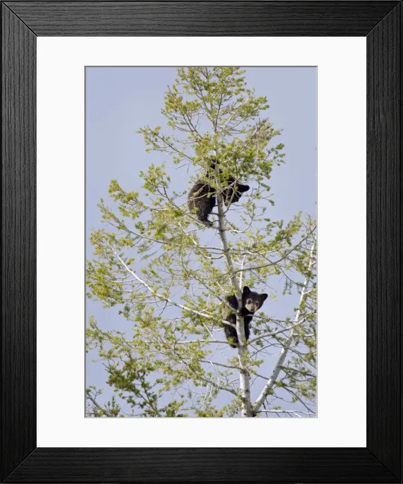 Framed Print : Picture No. 10895119 Framed Print : Picture No. 10895119