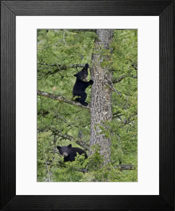 Framed Print : Picture No. 10895116 Framed Print : Picture No. 10895116