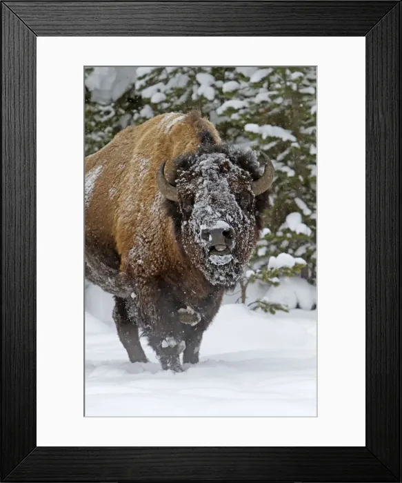 Framed Print : Picture No. 10895128 Framed Print : Picture No. 10895128