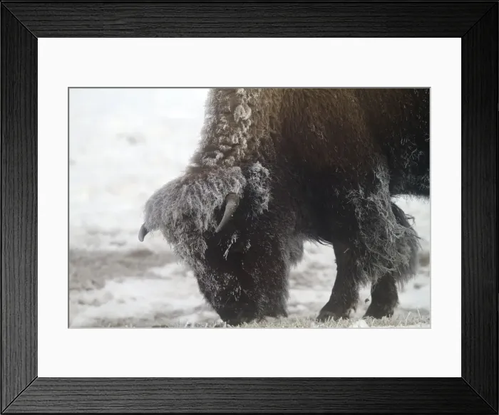 Framed Print : Picture No. 10895136 Framed Print : Picture No. 10895136