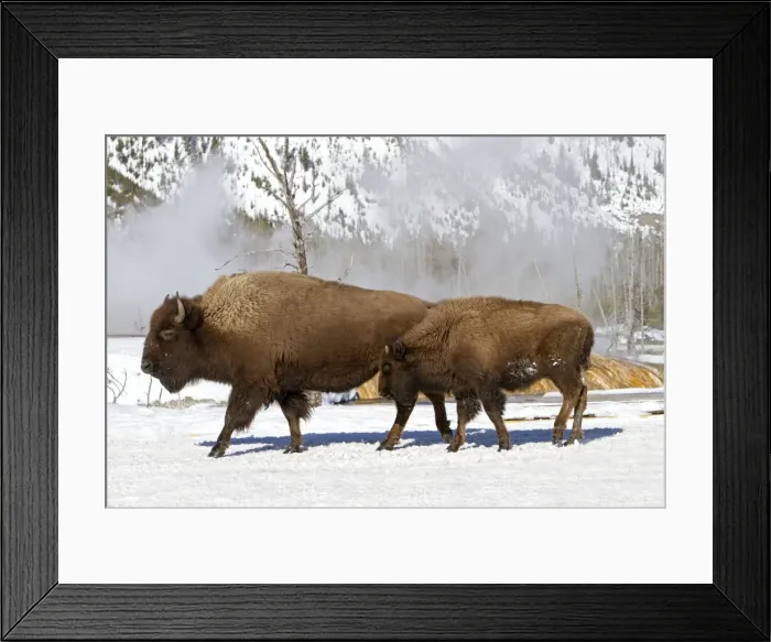 Framed Print : Picture No. 10895141 Framed Print : Picture No. 10895141
