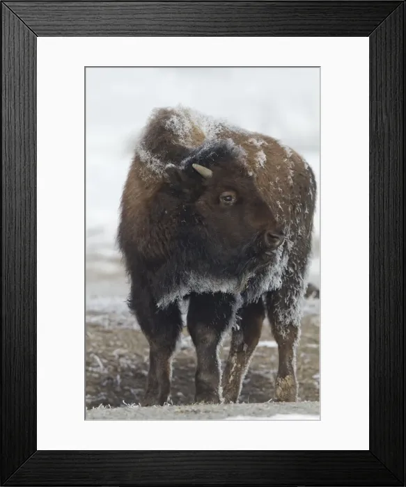 Framed Print : Picture No. 10895139 Framed Print : Picture No. 10895139
