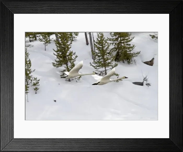 Framed Print : Picture No. 10895148 Framed Print : Picture No. 10895148