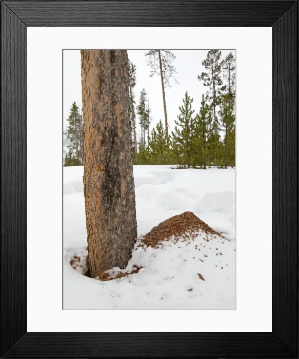 Framed Print : Picture No. 10895150 Framed Print : Picture No. 10895150