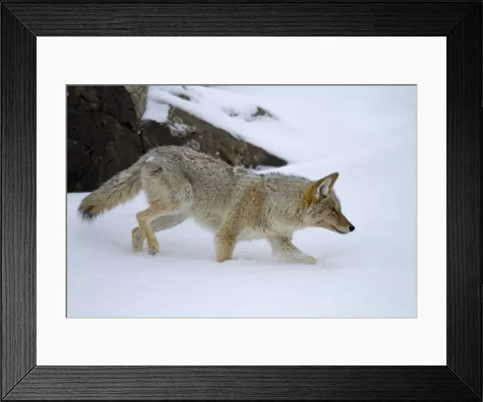 Framed Print : Picture No. 10895147 Framed Print : Picture No. 10895147