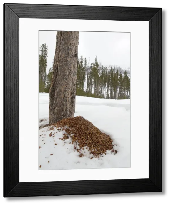 Framed Print : Picture No. 10895151 Framed Print : Picture No. 10895151