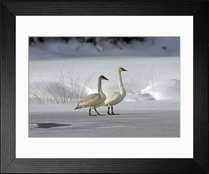Framed Print : Picture No. 10895149 Framed Print : Picture No. 10895149