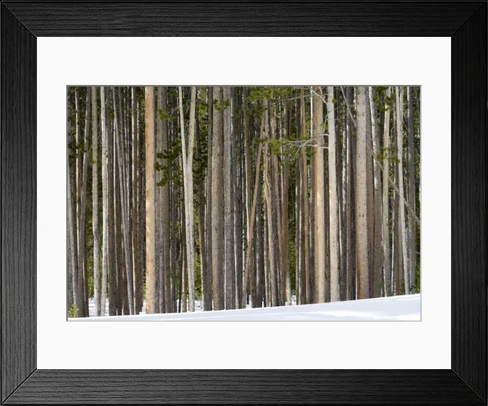 Framed Print : Picture No. 10895154 Framed Print : Picture No. 10895154
