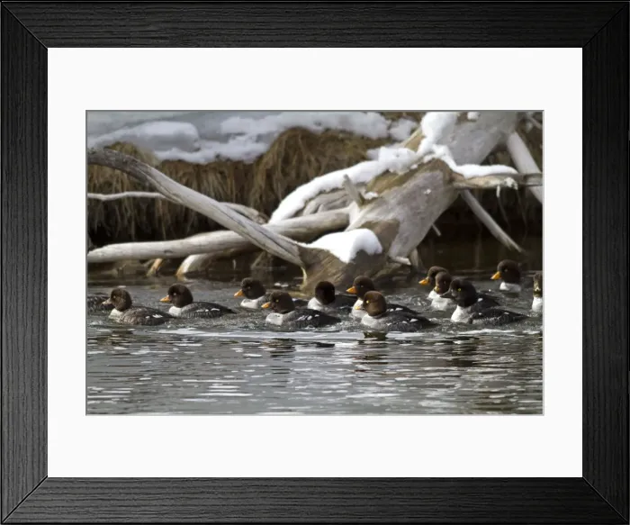 Framed Print : Picture No. 10895156