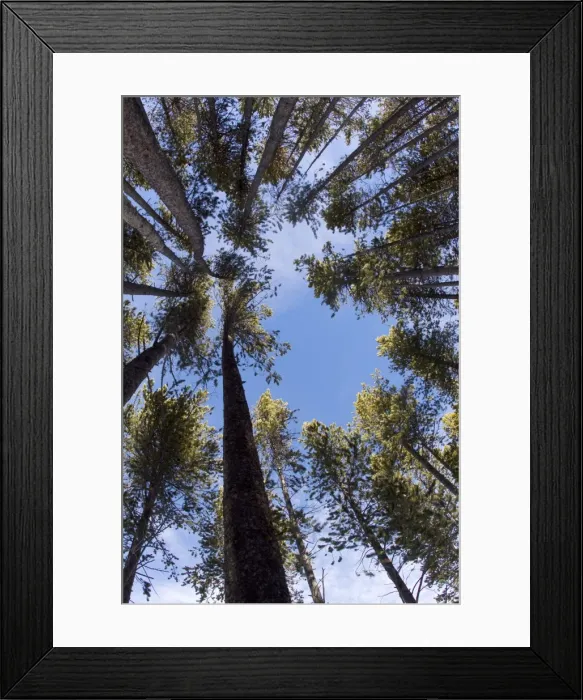 Framed Print : Picture No. 10895152 Framed Print : Picture No. 10895152