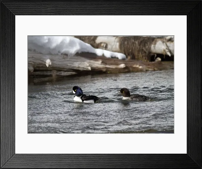 Framed Print : Picture No. 10895155 Framed Print : Picture No. 10895155