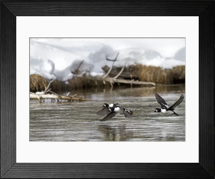 Framed Print : Picture No. 10895157 Framed Print : Picture No. 10895157
