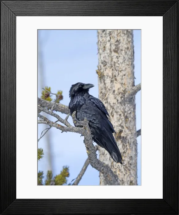 Framed Print : Picture No. 10895160 Framed Print : Picture No. 10895160