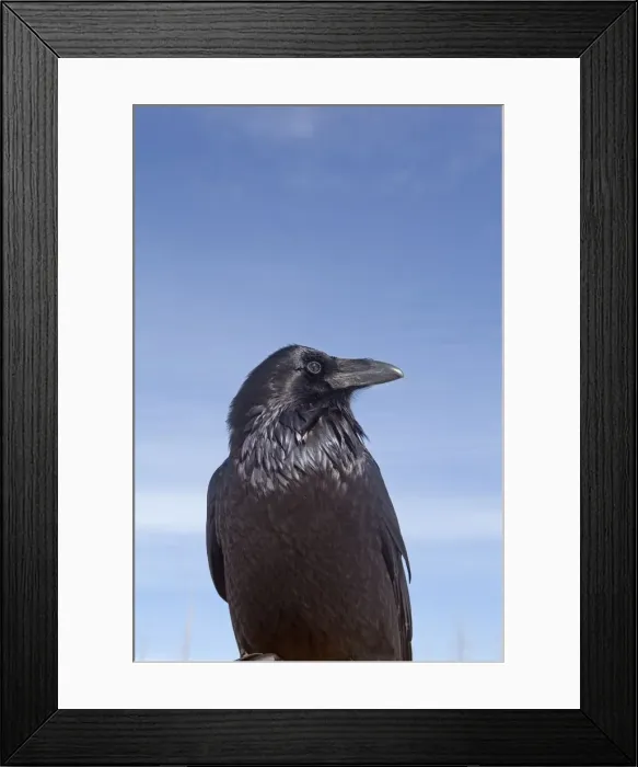 Framed Print : Picture No. 10895158 Framed Print : Picture No. 10895158