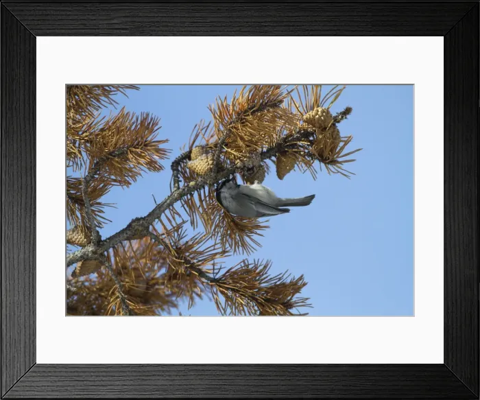 Framed Print : Picture No. 10895174 Framed Print : Picture No. 10895174