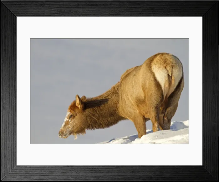 Framed Print : Picture No. 10895178 Framed Print : Picture No. 10895178