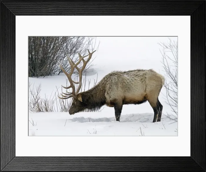 Framed Print : Picture No. 10895176 Framed Print : Picture No. 10895176