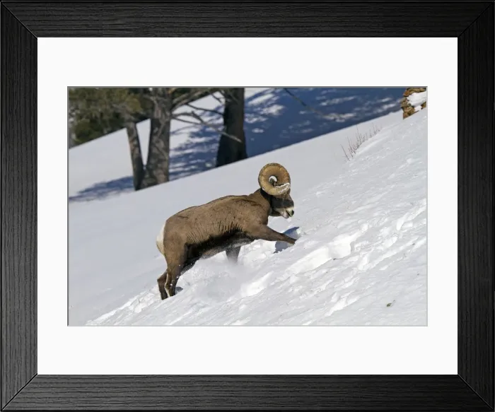 Framed Print : Picture No. 10895175 Framed Print : Picture No. 10895175